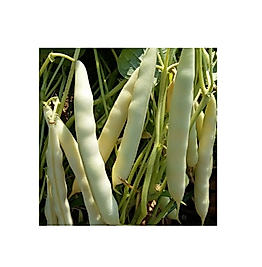 Beyaz Barbunya Tohumu. Oturaktır 200 gram