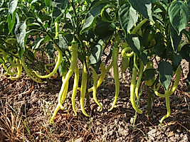 Yalova Çorbacı Biber Pakette 25 Gram