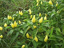 Batem Alpçelik (Biberiye) Biber Pakette 25 Gram