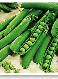 Misya Araka Bezelye Tohumu 100 Gram