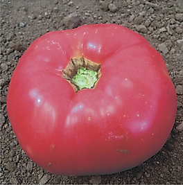 Dometes köy tipi Ege Pembesi 50 pakette 3 Gram