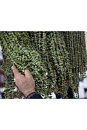 Bamya kurusu 100 Gram