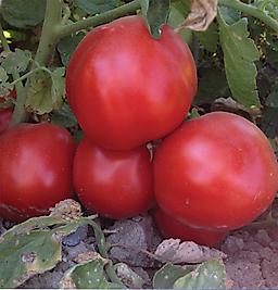 Yağız (Falcon Tipi)  Pakette 25 Gram