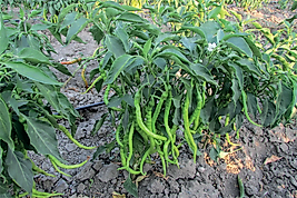 Acı Kıl biber Menderes Pakette 25 Gram