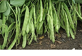 Cino Fasulye Tohumu oturaktır. Erkencidir 100 gram