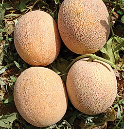 Ananas Kavun Tohumu Pakette 25 Gram