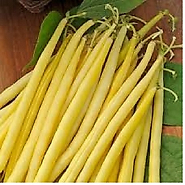 Hanımteni fasulye Tohumu Sırıktır.100 gr