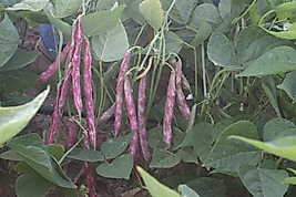Buse Alacalı Barbunya tohumu oturaktır. 200 Gram