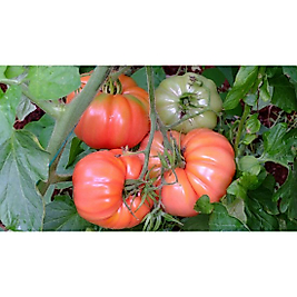 Dometes köy tipi Kırmızı  pakette 3 Gram