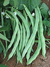 Alaman ayşe (Sepet Dolduran da deniliyor) Kadın Fasulye Tohumudur. Sırıktır. 100 Gram.