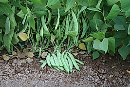 Özayşe Ayşe Kadın Fasulye Tohumu( Beyaz şeker fasulyede adı geçer) Sırıktır.200 Gram