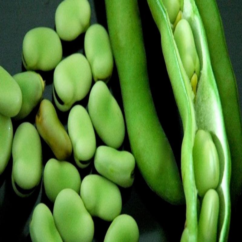 Bakla tohumu erkencidir. 100 gram